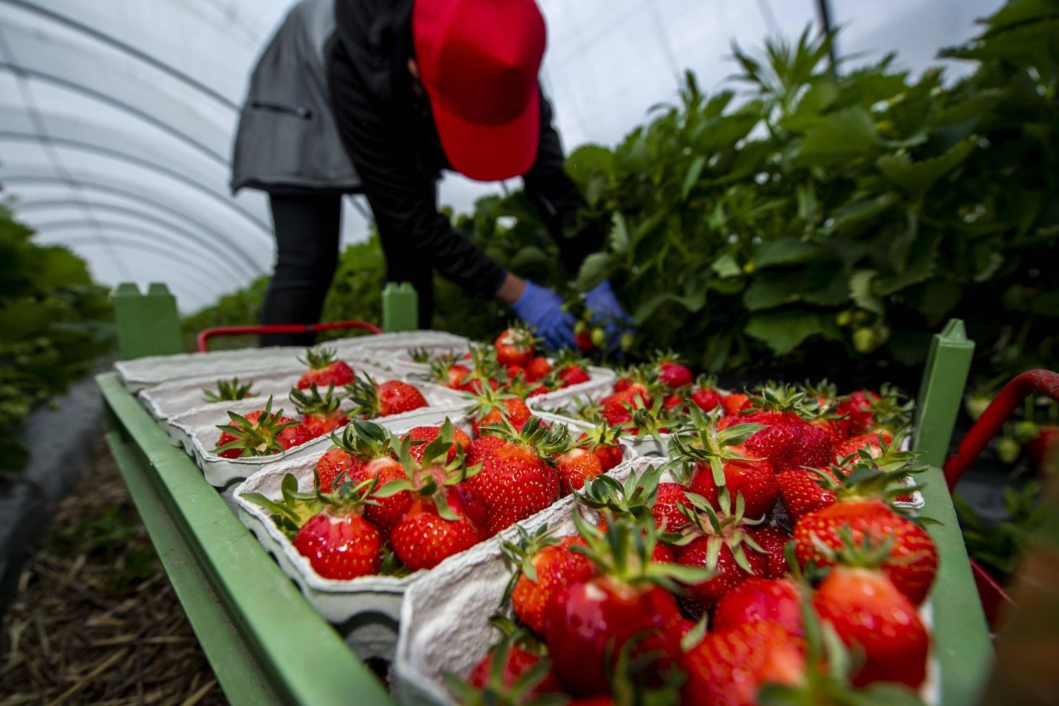 Rumeenia hooajatööline korjamas maasikaid Loode-Saksamaal Rheda-Wiedenbrücki linnas.