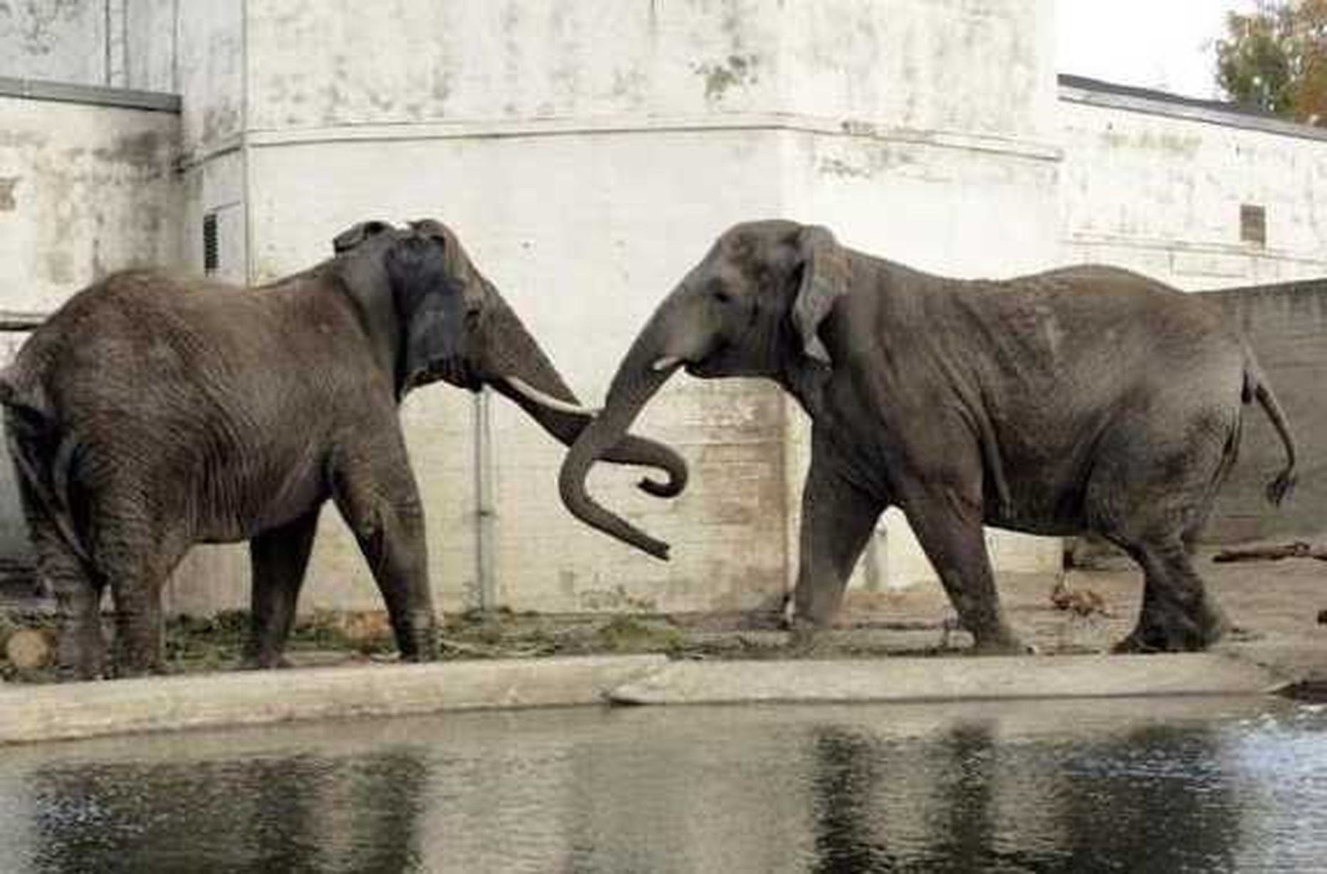 Pildil elevandid Tallinna loomaaias.