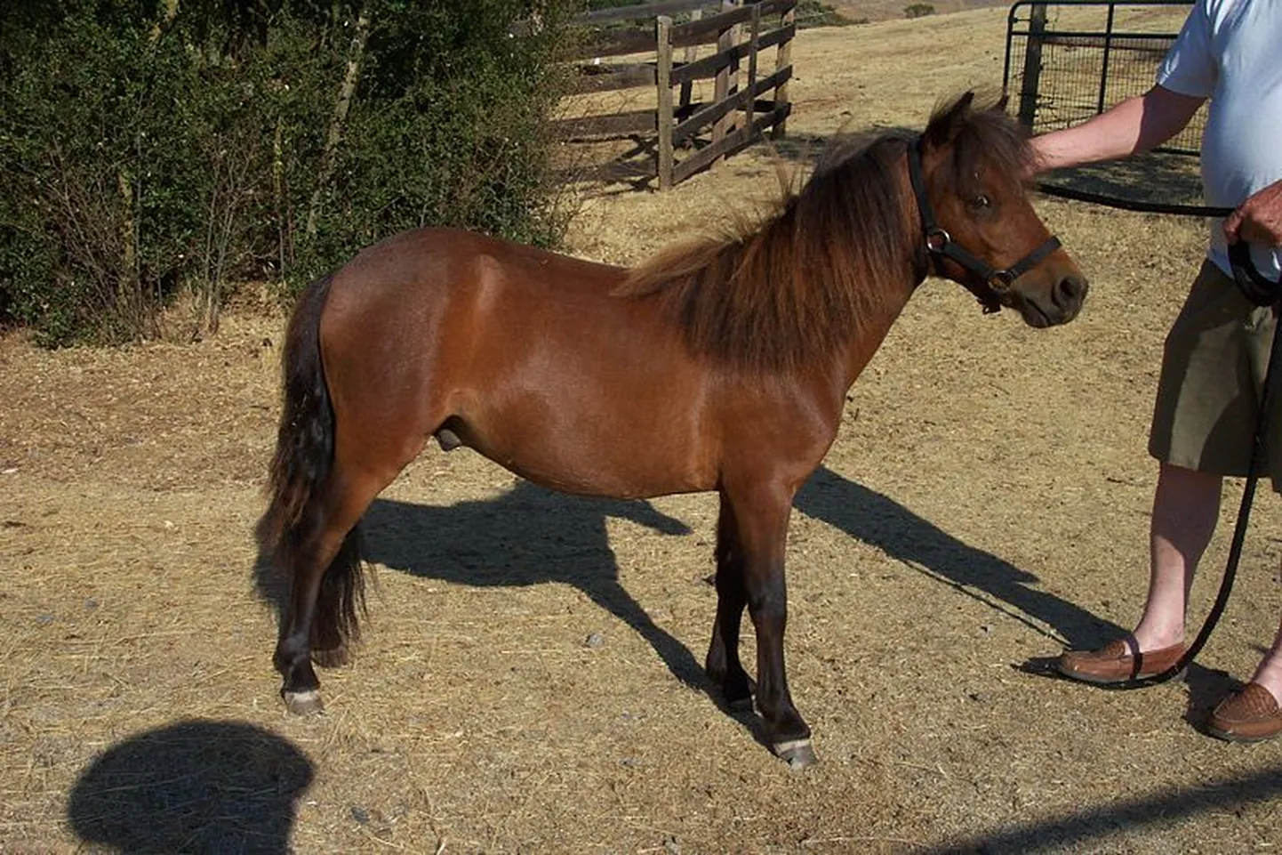 Falabella hobune.
