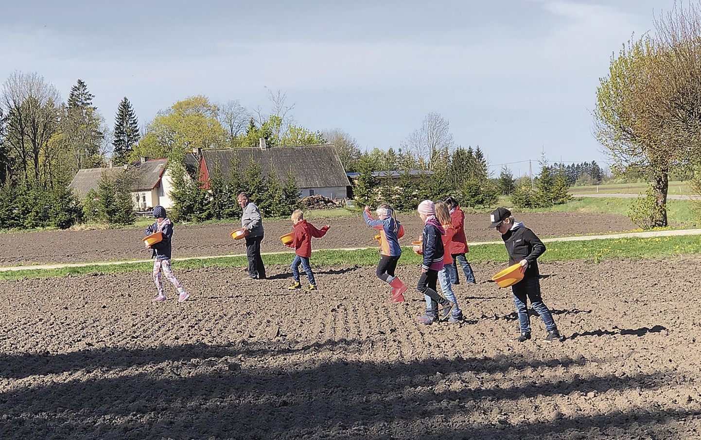 Pärnu Kuninga tänava põhikooli teise klassi õpilased külvasid Lõpe Agro põllul käsitsi nisu, mida nad sügisel koristama hakkavad.