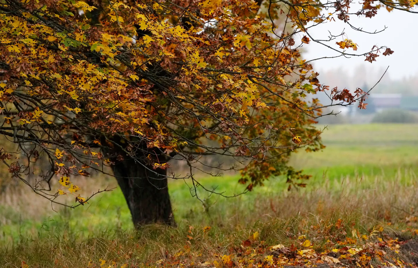 Rudens ainava.