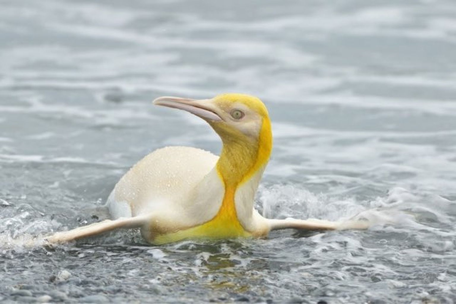 Dzeltenais pingvīns.
