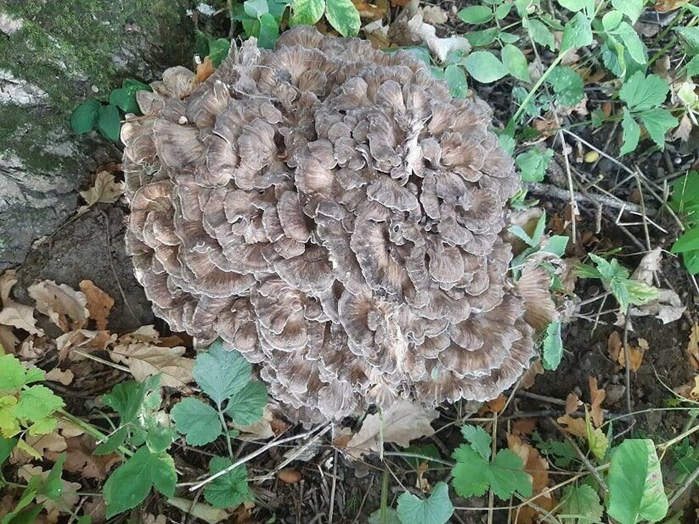 Riho Rannikmaa leidis haruldase leht-kobartoriku, mis kuulub Eestis ohustatud seente hulka.