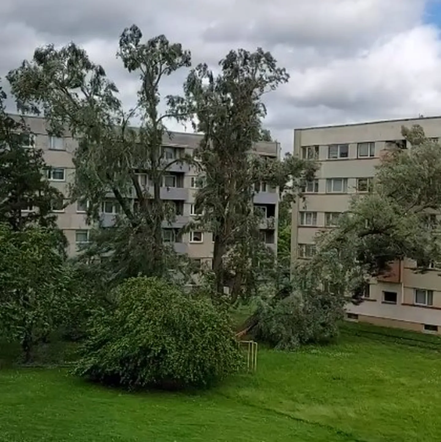 Paides langes murduv puu kortermajasse.