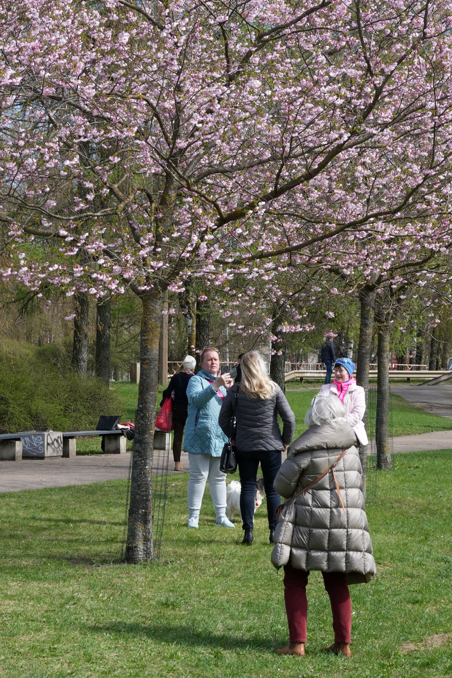 Цветущая сакура в рижском парке Победы