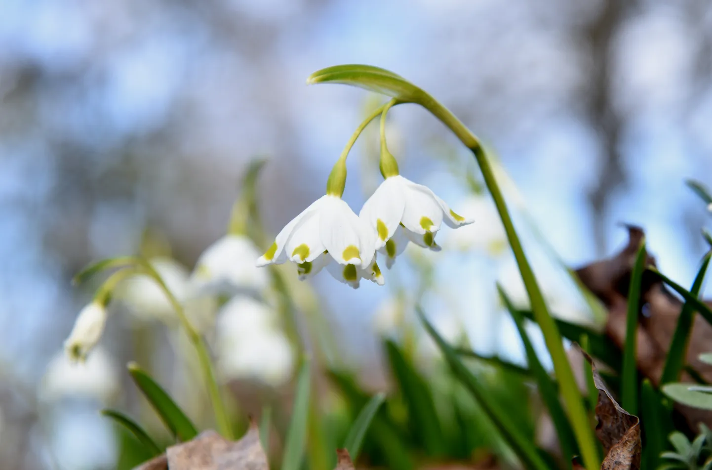 Sniegpulkstenītes.