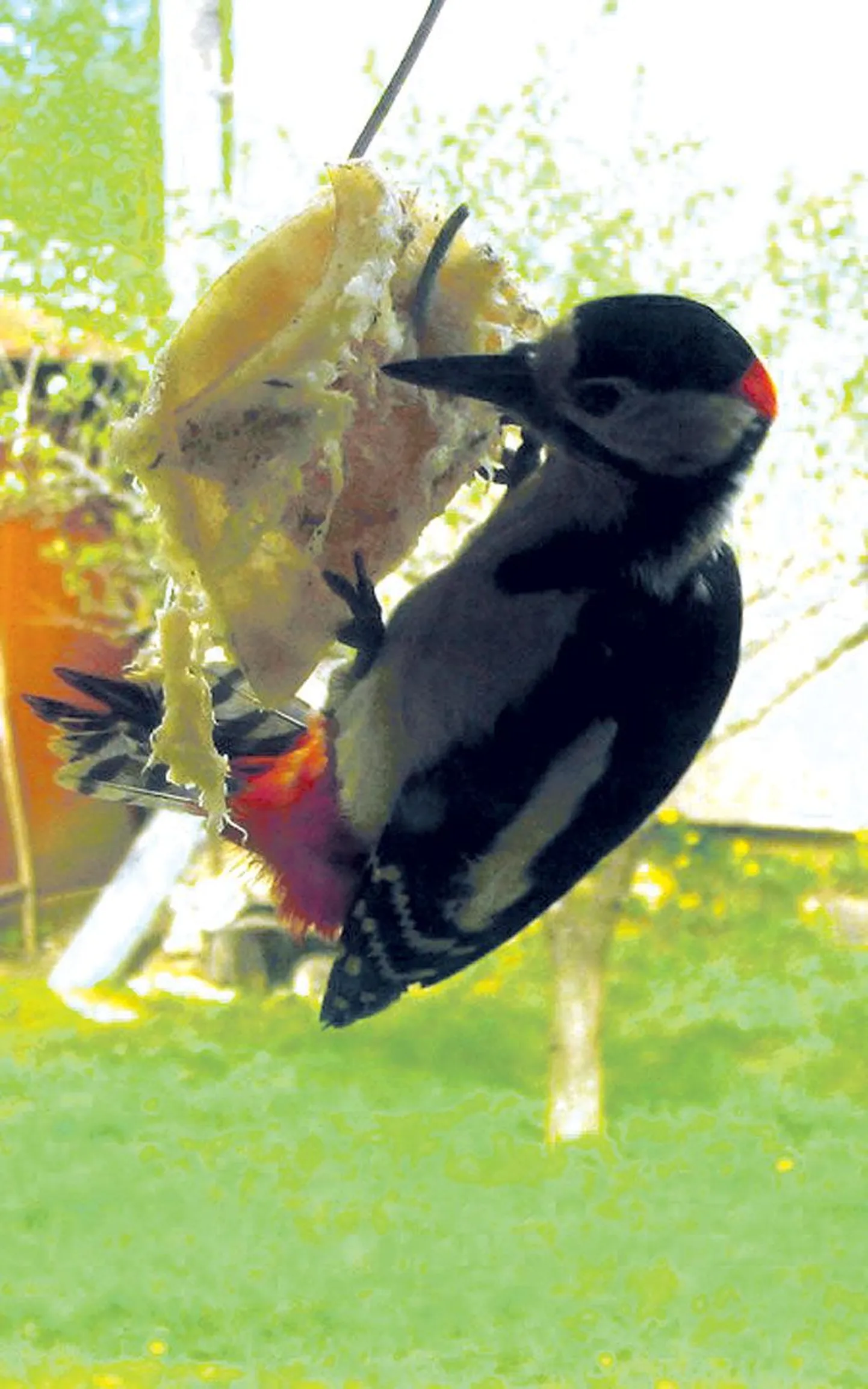 Kuigi rähnil on kõva pea, on see lind terane tegelane.