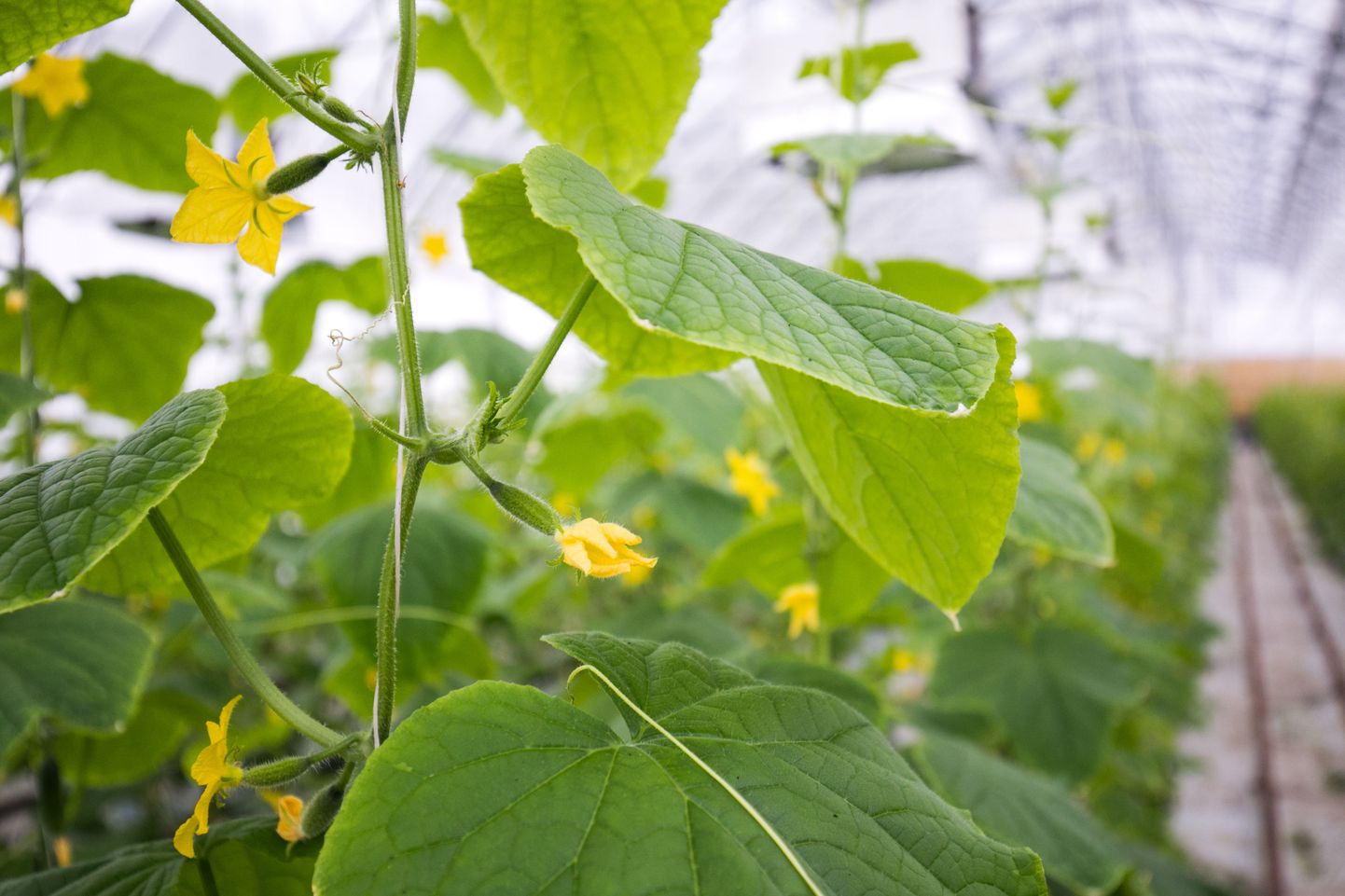 Eesti kliimas on võimalik kasvatada kurki mahedalt ja saada head saaki.