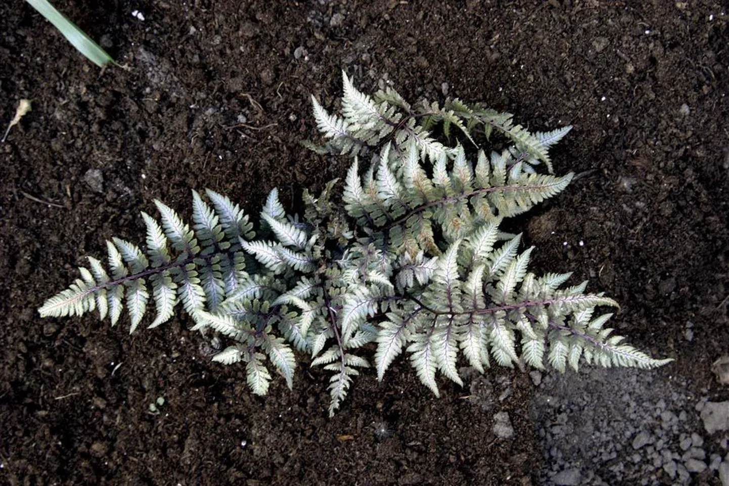 Sõnajalaliiikide ja -sortide lehe kuju ja värvus varieeruvad suurel määral. Nipponi naistesõnajala (Athyrium niponicum) kahelisulgjad liitlehed on punaka ja hõbehalli mustriga.
KALEV SAAR («Postimees»)