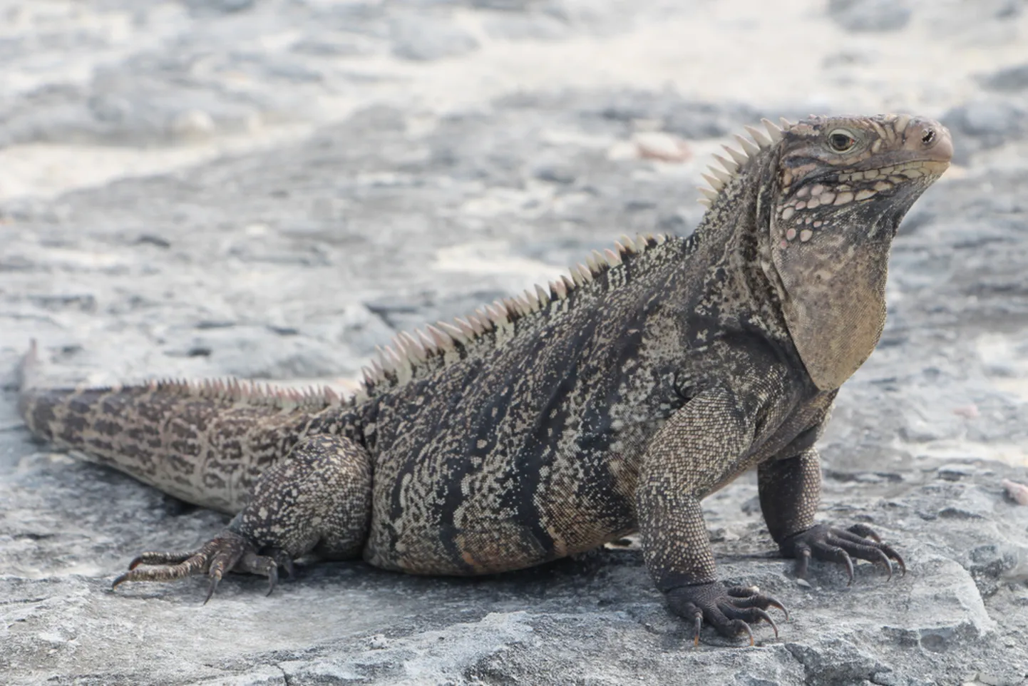 Iguaan