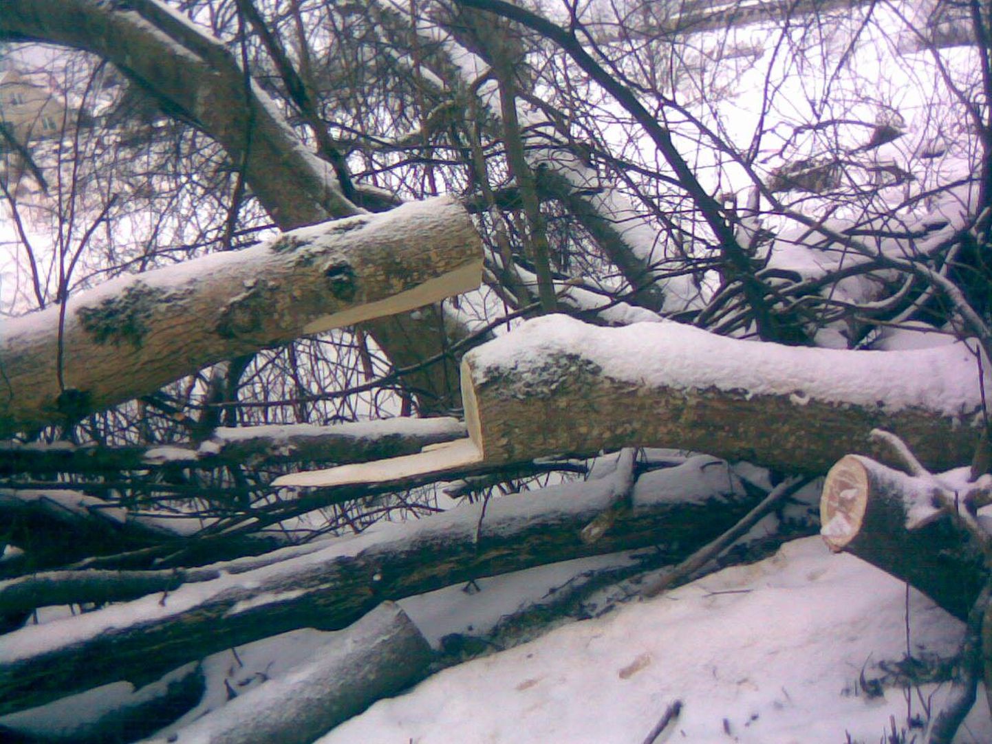 По заключению экспертов, сосед Татьяны и Игоря Тоомас самовольно вырубил на соседской территории 19 деревьев.
