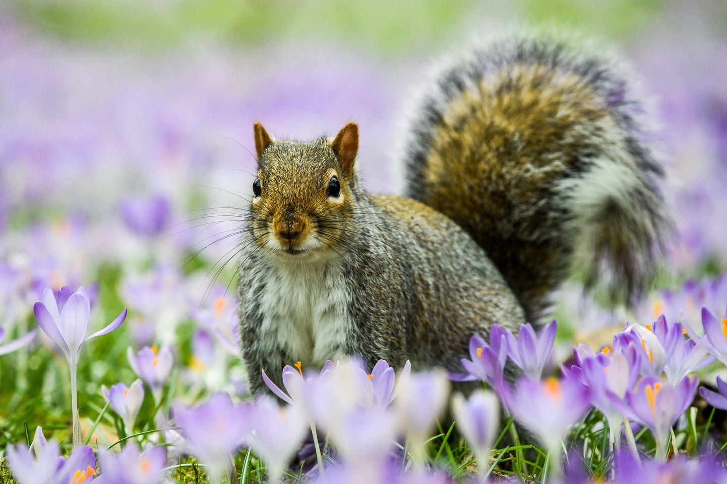 Metsloomaühingu vabatahtlikuna võib just sinust saada asendusvanem mõnele oravale.