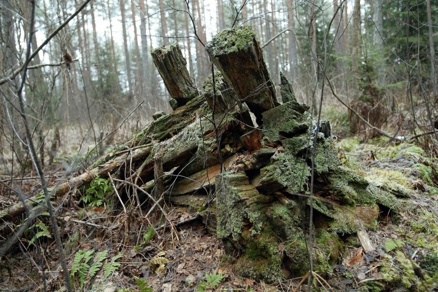 Pildil on metsavendade eluase Alam-Pedjal.