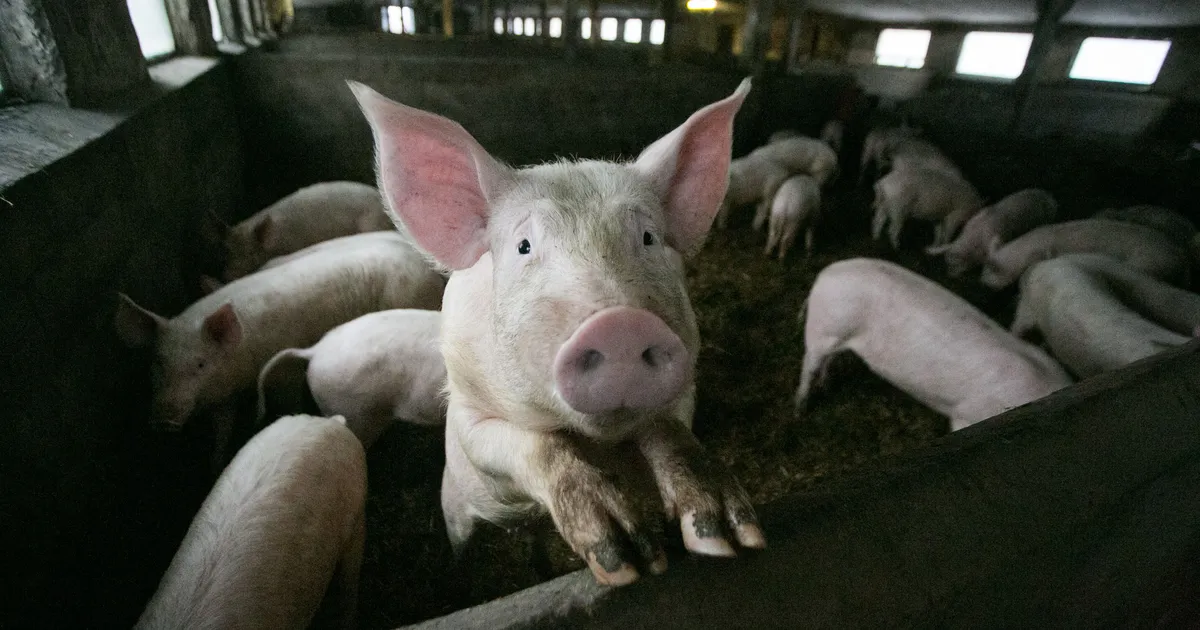 Lätis avastati 29 seaga farmis sigade Aafrika katku puhang