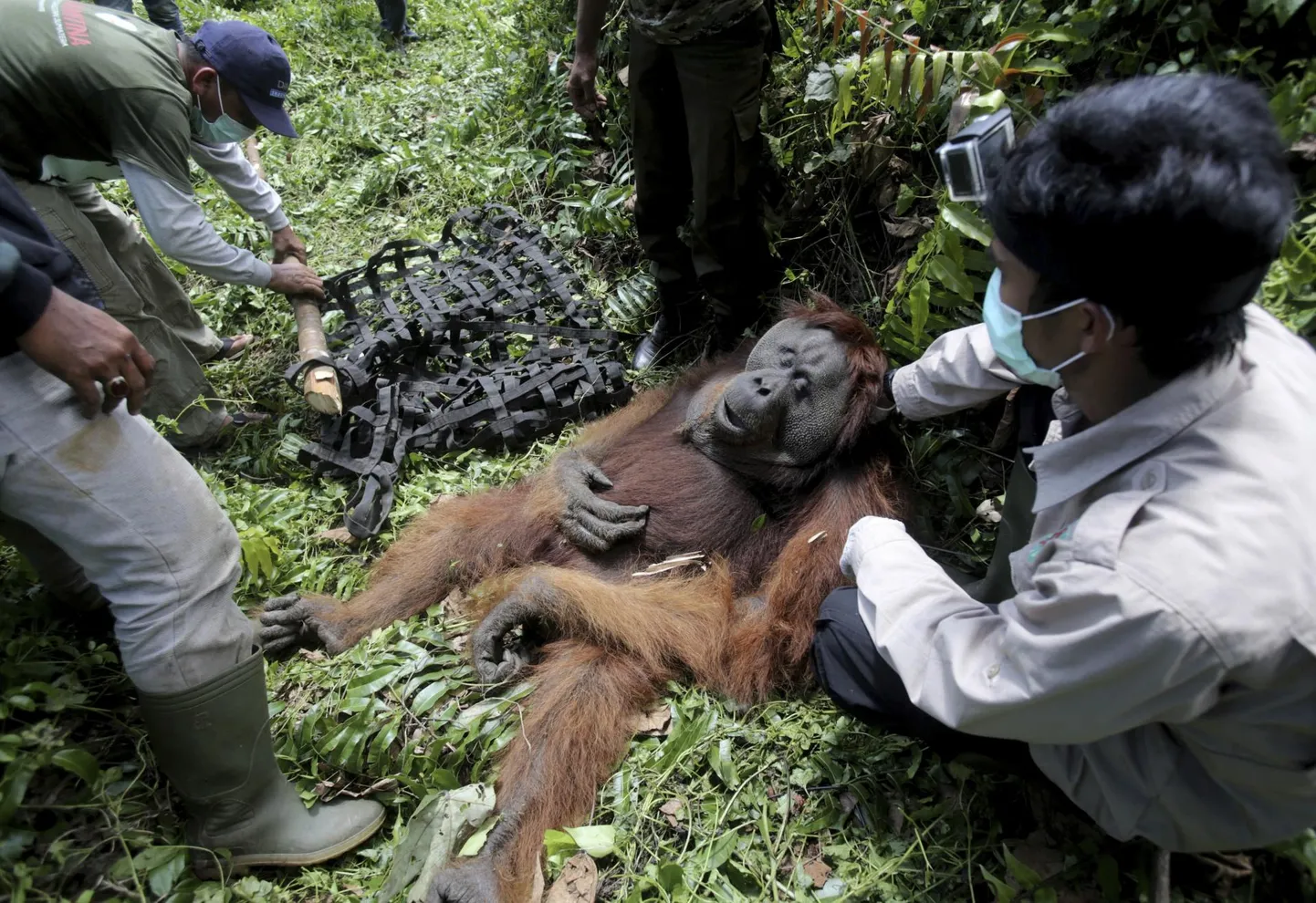 Malai keeles tähendab orangutan «metsinimest». Juriidiliselt igati korrektse taastuvenergeetilise ja kliimasõbraliku sõnastusega katab Borneo saart majanduslik õlipalmide istandus. Ühelt hektarilt õlipalmi­istandusest saab sellise õlikoguse, millest piisab viie auto aastaseks sõitmiseks kütuse valmistamiseks. Sellised «rohepöörded» on tee hukatusse. Õlipalmiistandustele ette jäänud orangutanid hukkuvad.