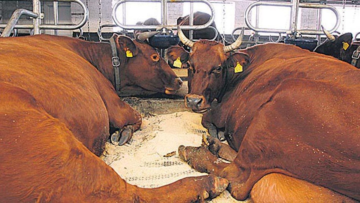 Karjakasvatajad on juba mõnda aega piimatootmisele peale maksnud.