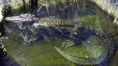 Moskvas suri väidetavalt Hitlerile kuulunud alligaator