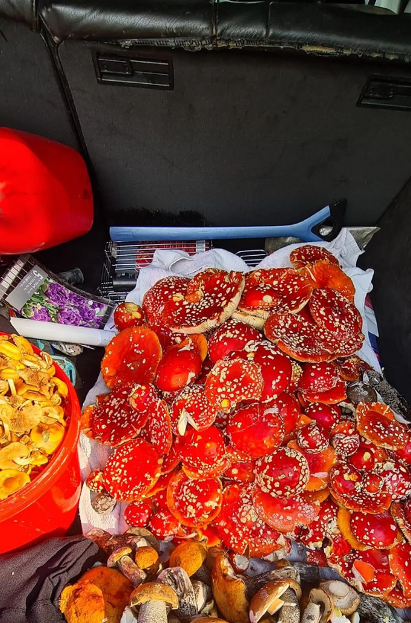 Mürgiseened müügil.