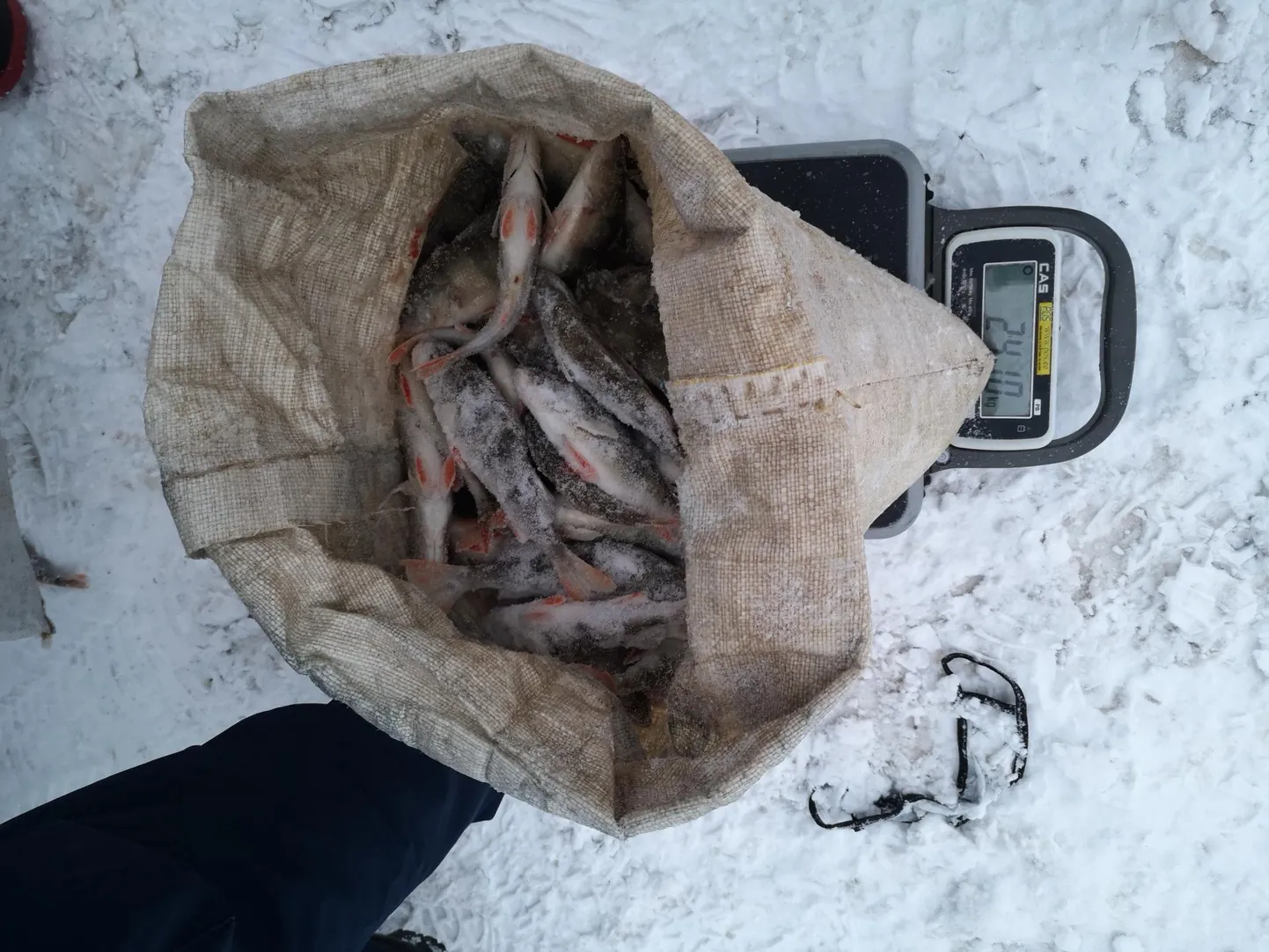Õngpüünistega tohib püüda ööpäevas kuni 15 kilo ahvenat.
