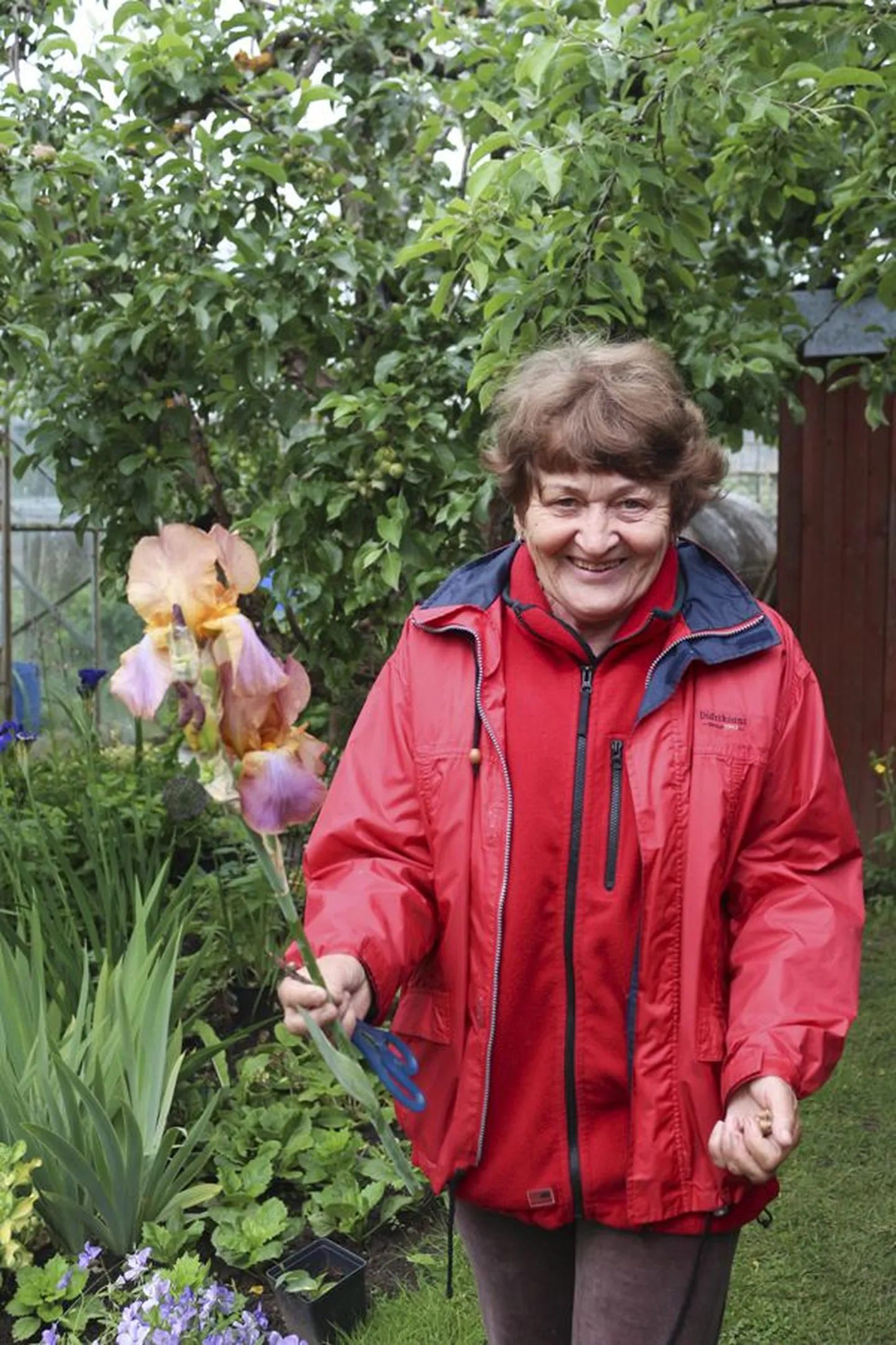 See iiris on sündinud Veronika Ariva ristamistöö tulemusena.