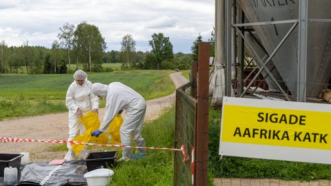 Aasta pärast Eesti suurimat seakatku puhangut: farmid taastuvad, kuid mõni kohtuasi on veel pooleli