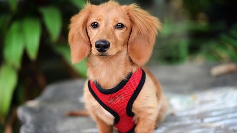 Sotsiaalmeedia täht: väike koer teenib perele igakuiselt tuhandeid