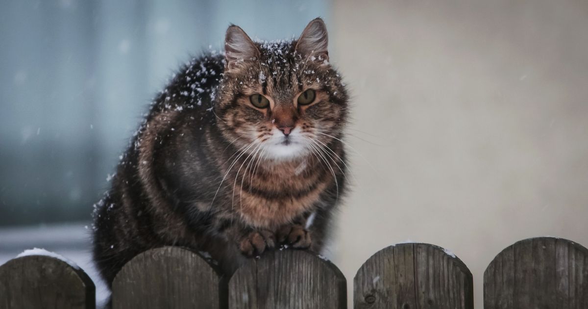 Кошка застряла в диване