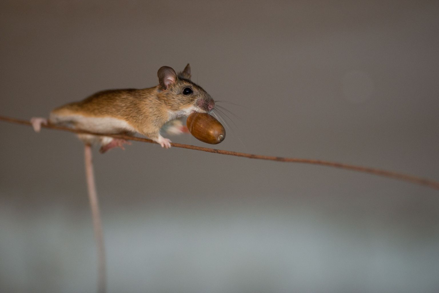 See foto keldris elavast hiirest tõi teise koha kategoorias «Loomad tegutsemas».