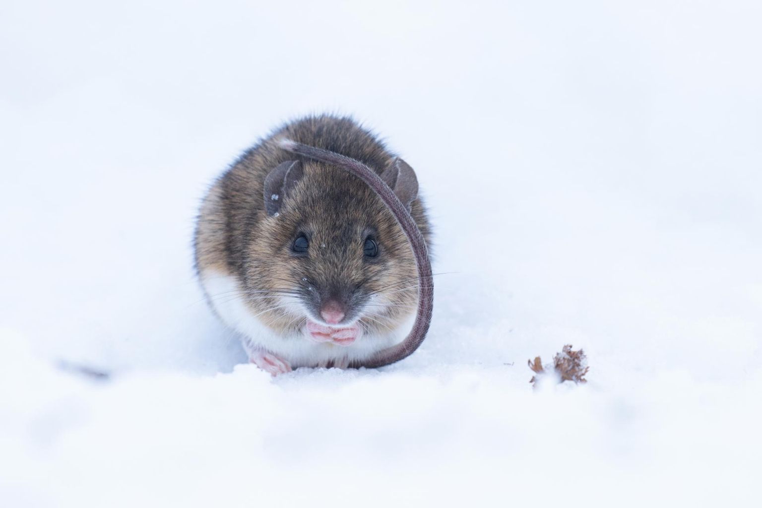 Lumeväljal võib proovida harutada jälgede virvarri ja ehk vaatab mõne jäljerea lõpus otsa väike hiir või sootuks pulmi pidav rebane.