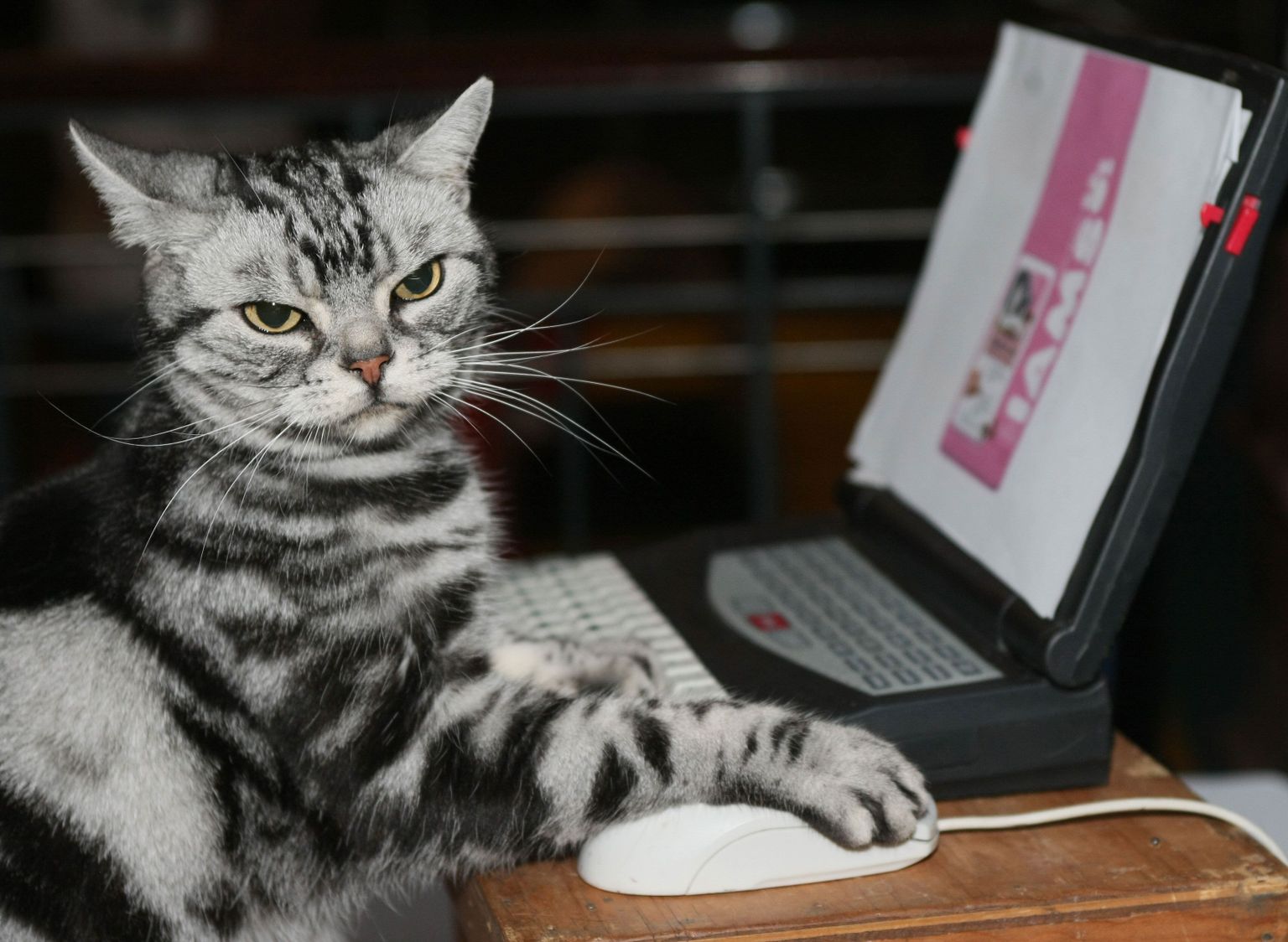 Kass Maverick arvutihiirega.