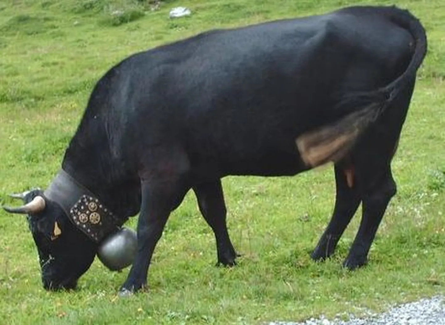Hérensi tõugu lehm