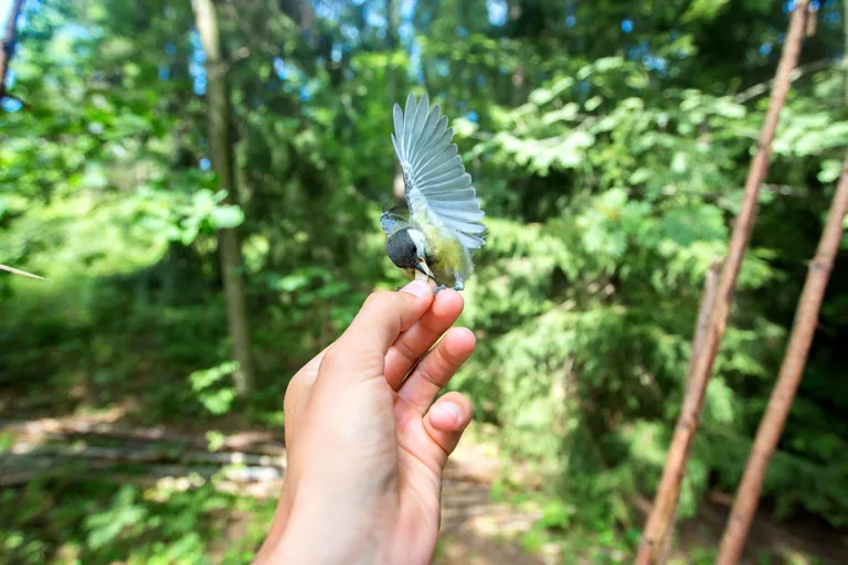 Artikli foto