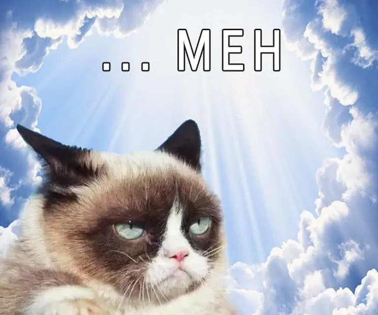 Grumpy Cat hüvastijätu meme