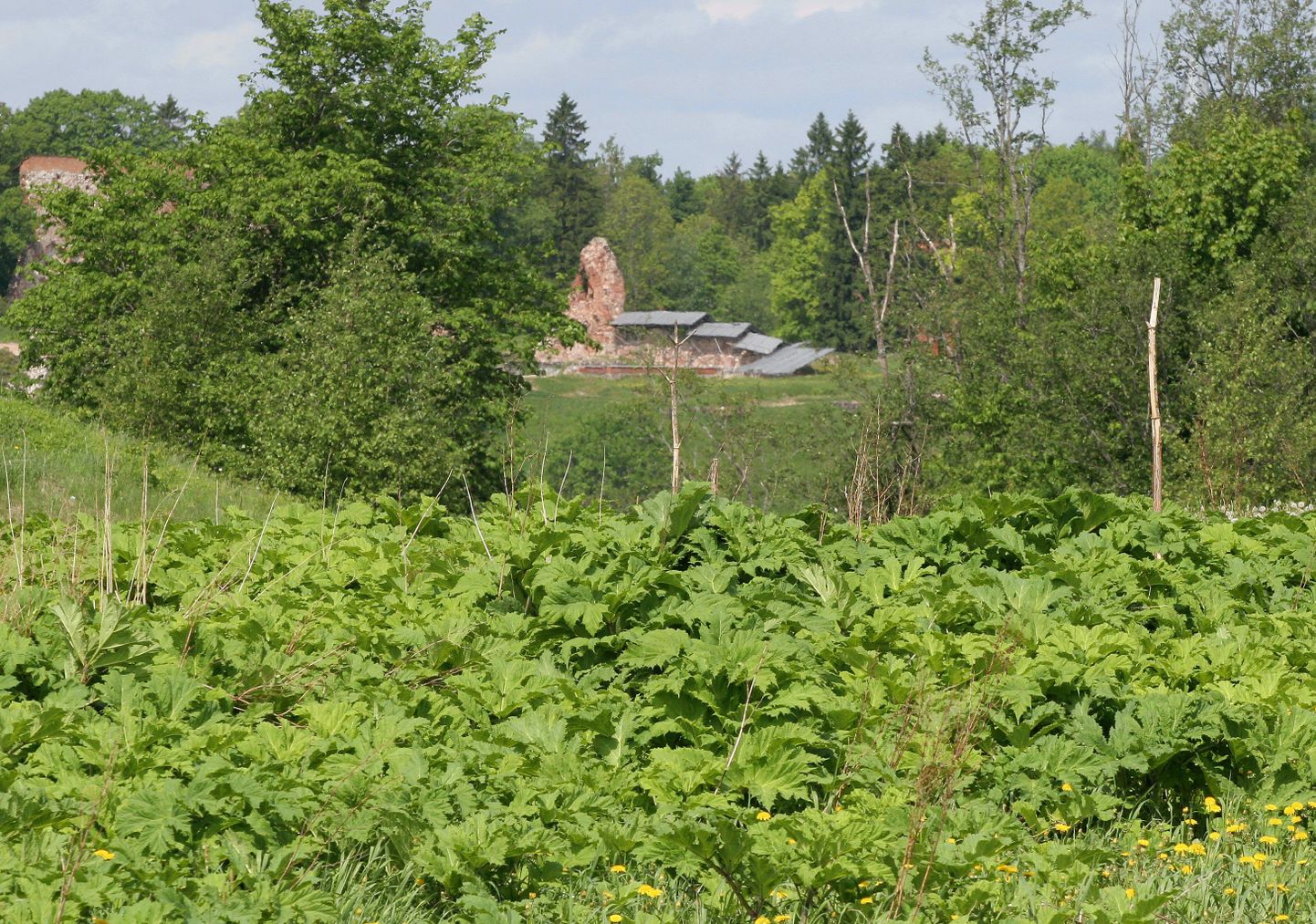 Karuputk laiutab Viljandi järve taga Närska mäel sööti jäetud põllul mitme tiheda kolooniana.