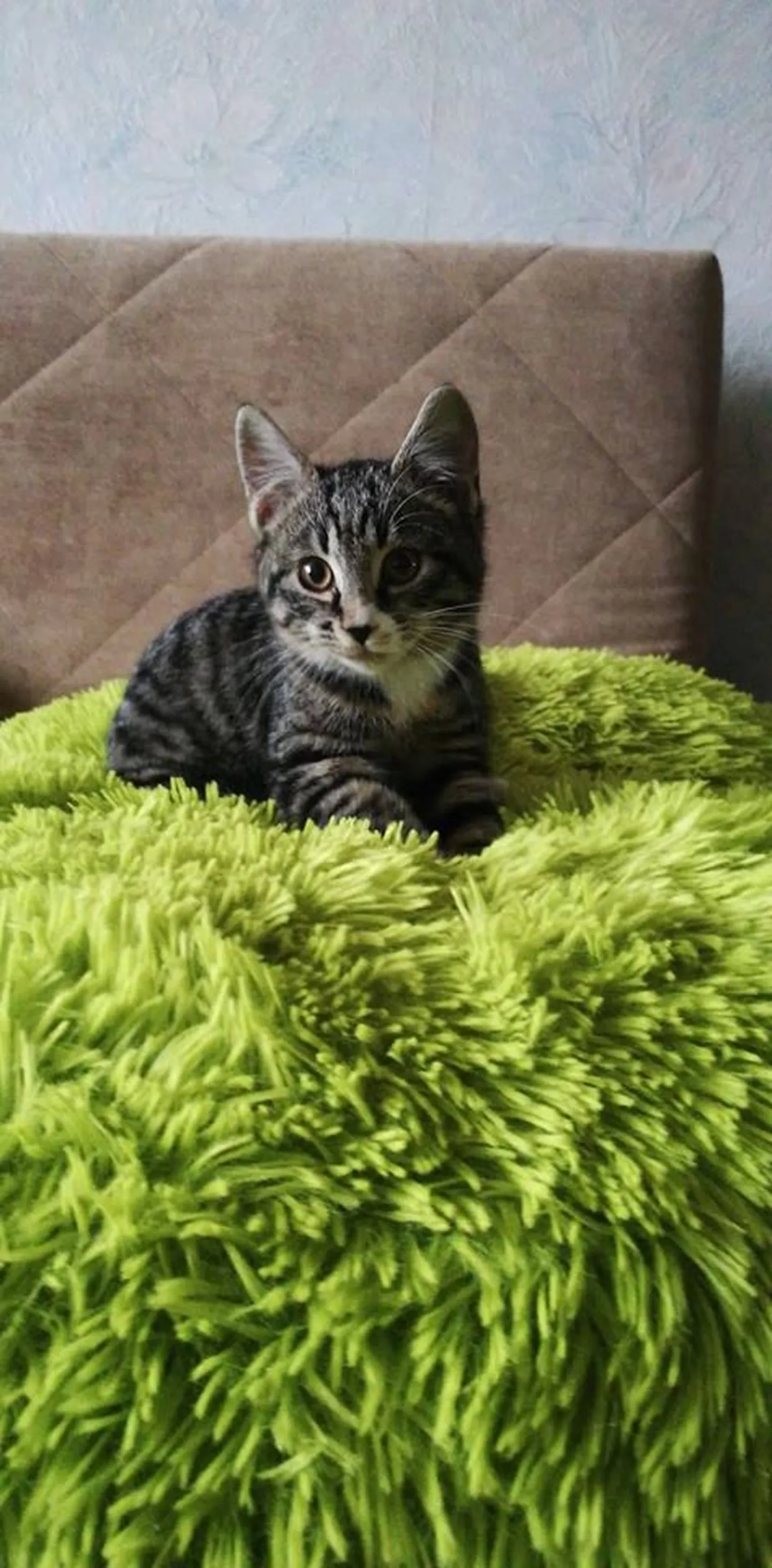 Artikli foto