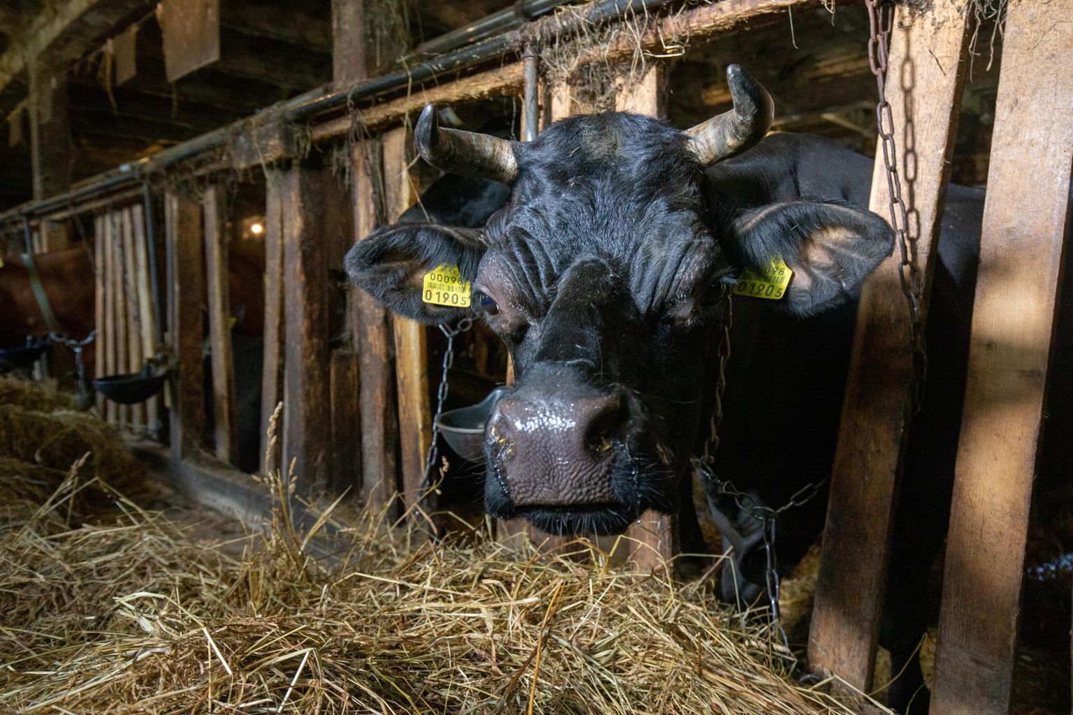 Eestis väikeloomapidajate arv aina kahaneb, mujal Euroopas tõotab lehmade arv lähiaastail väheneda.