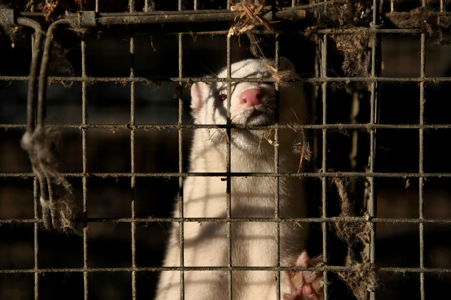 Mink ühes Kreeka karusloomafarmis 14. november 2020.