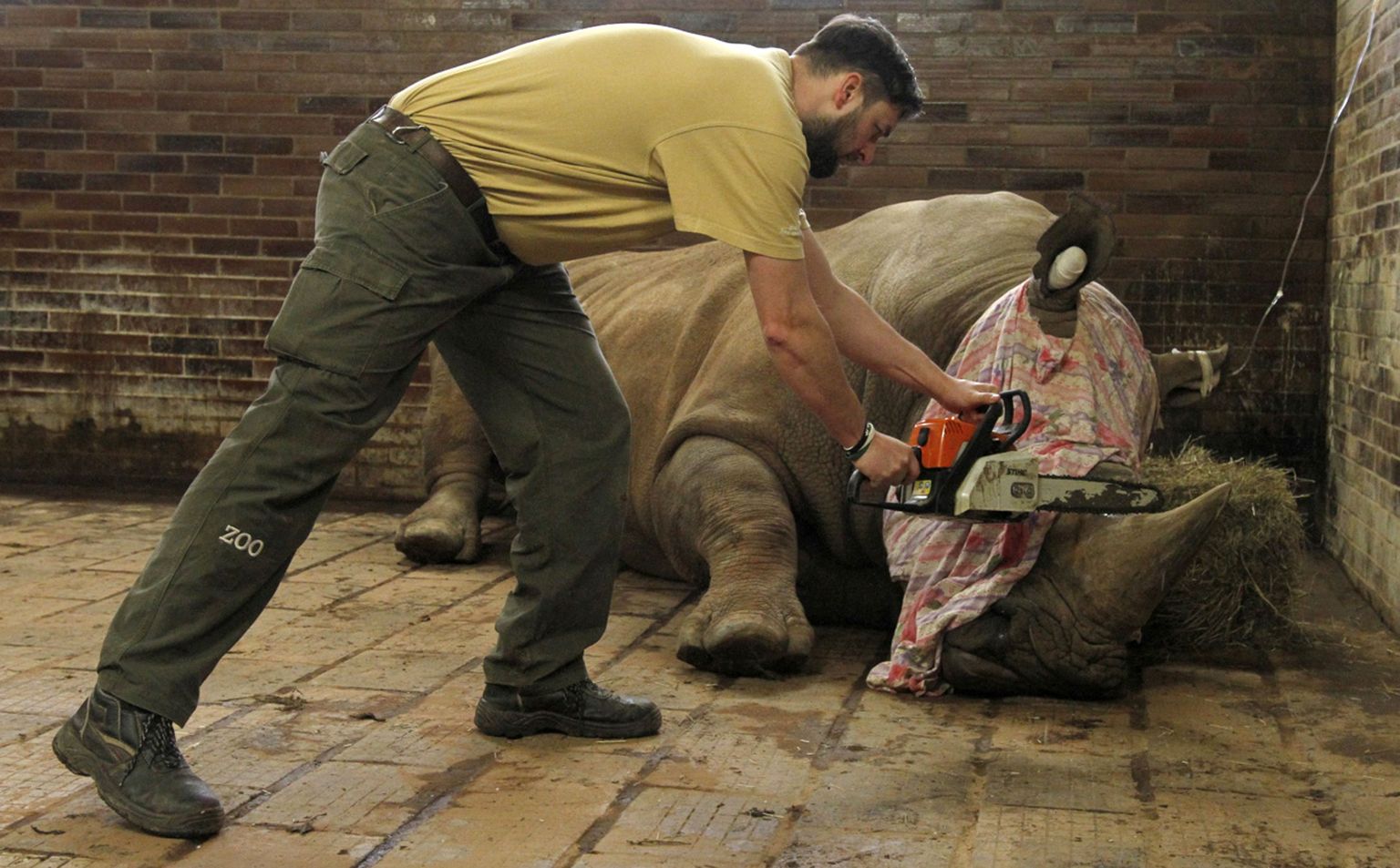 Tšehhi loomaaia ninasarvikutel lõigatakse sarved maha