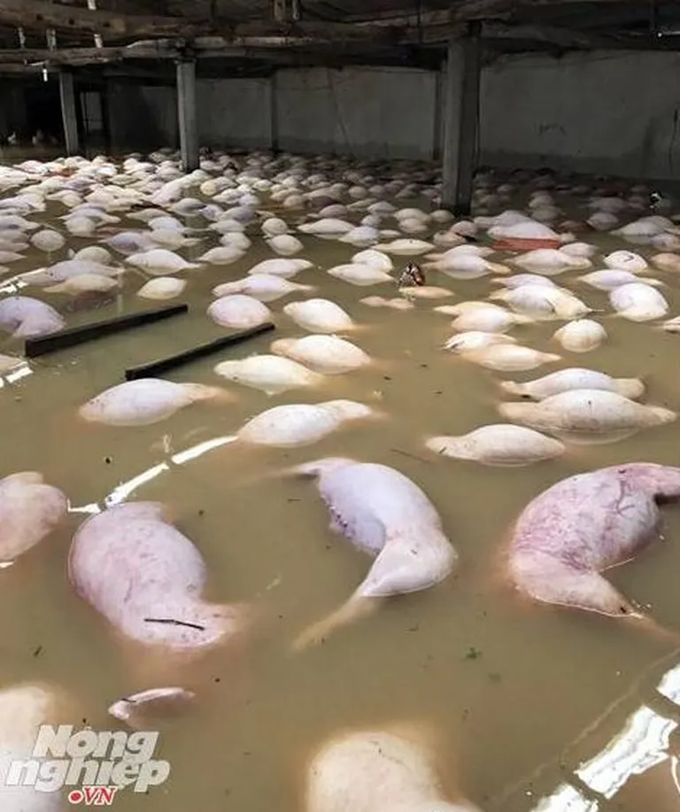 Üleujutus Vietnamis tappis tuhandeid sigu