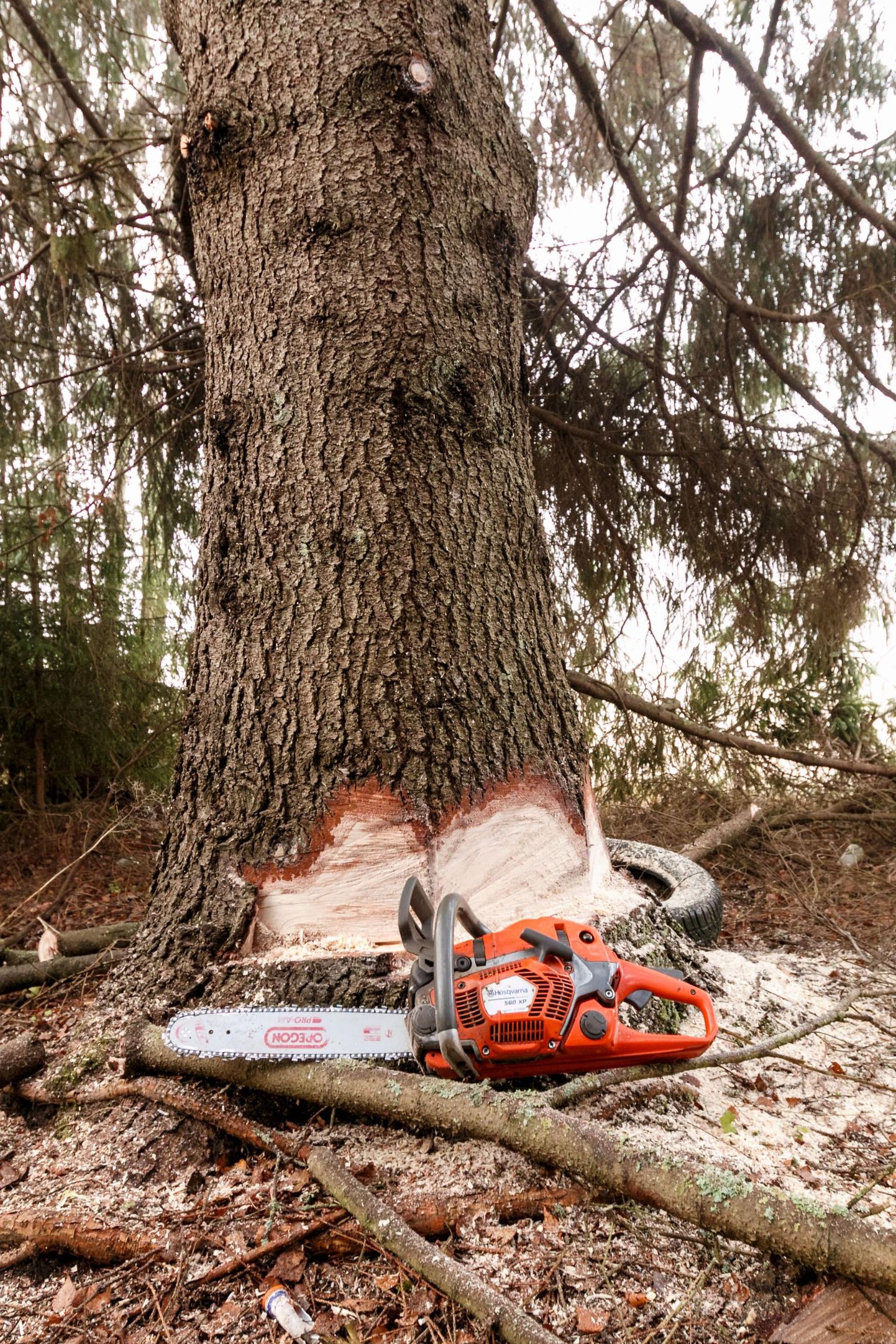 Päästjad eemaldasid murdunud puu kahelt Pärnumaa suuremalt magistraalilt.