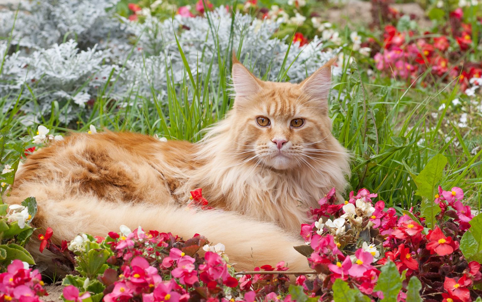 Kass lillepeenras on küll ilus, aga ka pahameelt tekitav