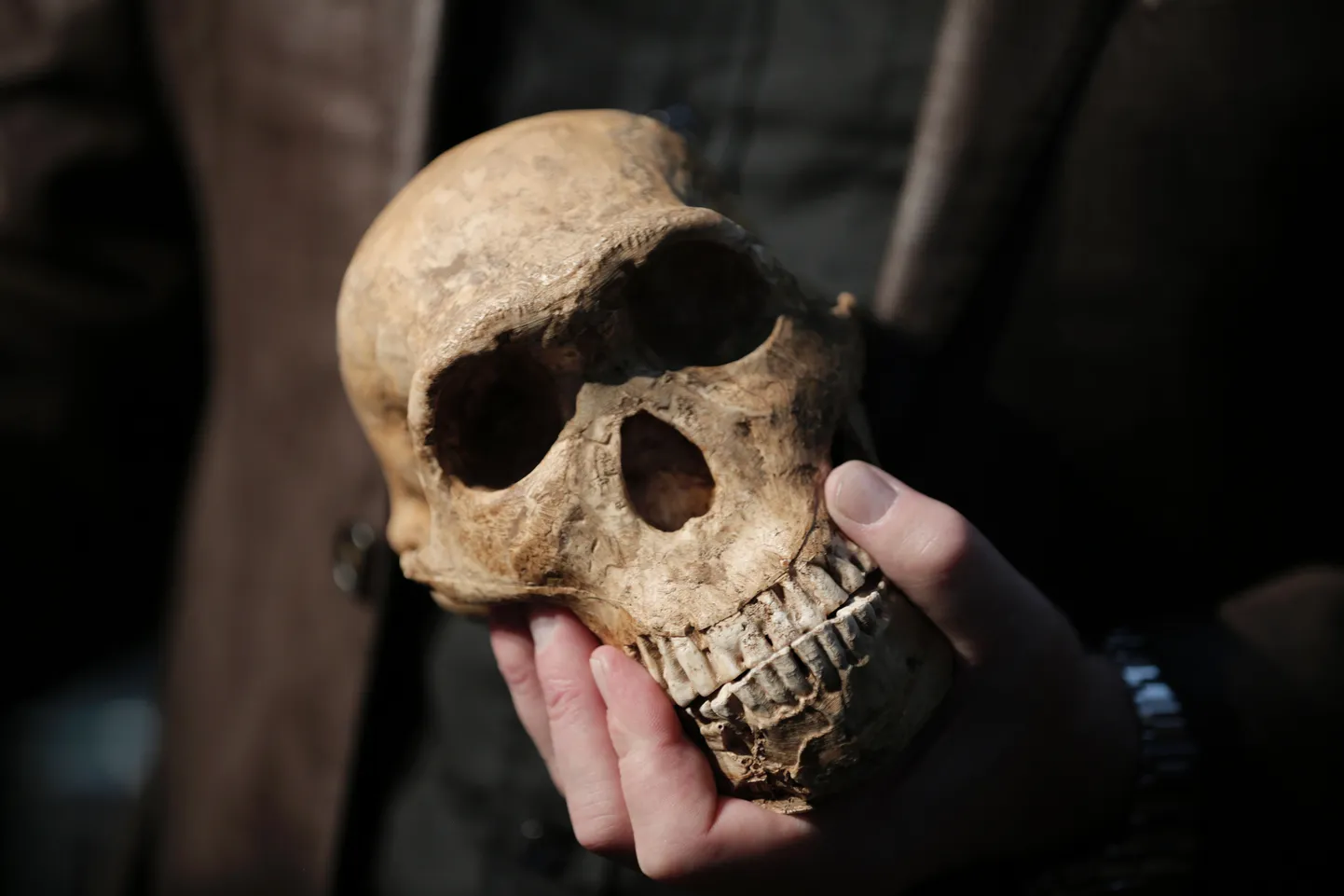 "Homo naledi" galvaskauss