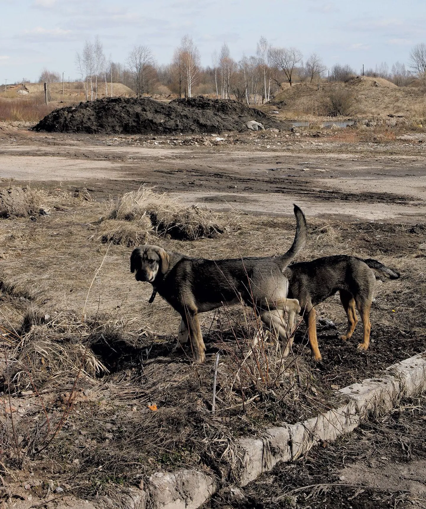 Tulevase ERMi peahoone kohal jalutavad veel jooksus penid ja oota­­vad äravedamist Raadi järvest võetud muda kuhilad.