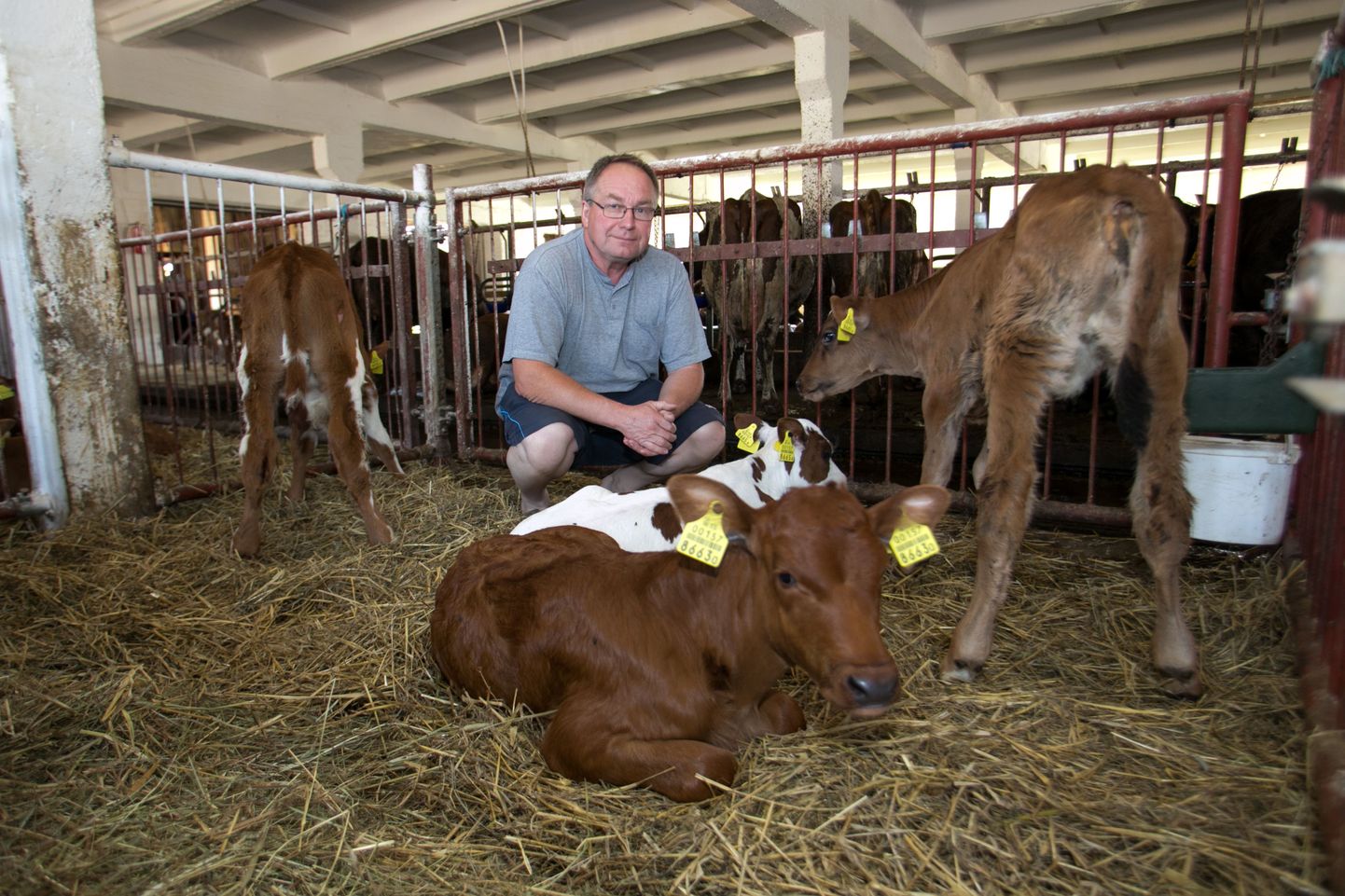 Osaühingu Paala juht Andrus Keerd loodab, et piima hind lubab tema ettevõttel asuda loomade elutingimusi parandama.