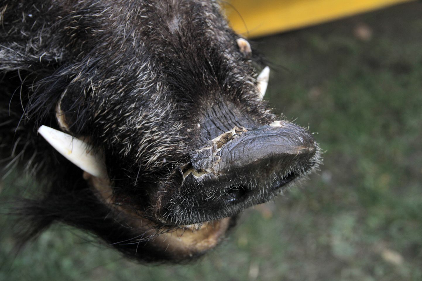 Scarecrow of a wild boar close-up.