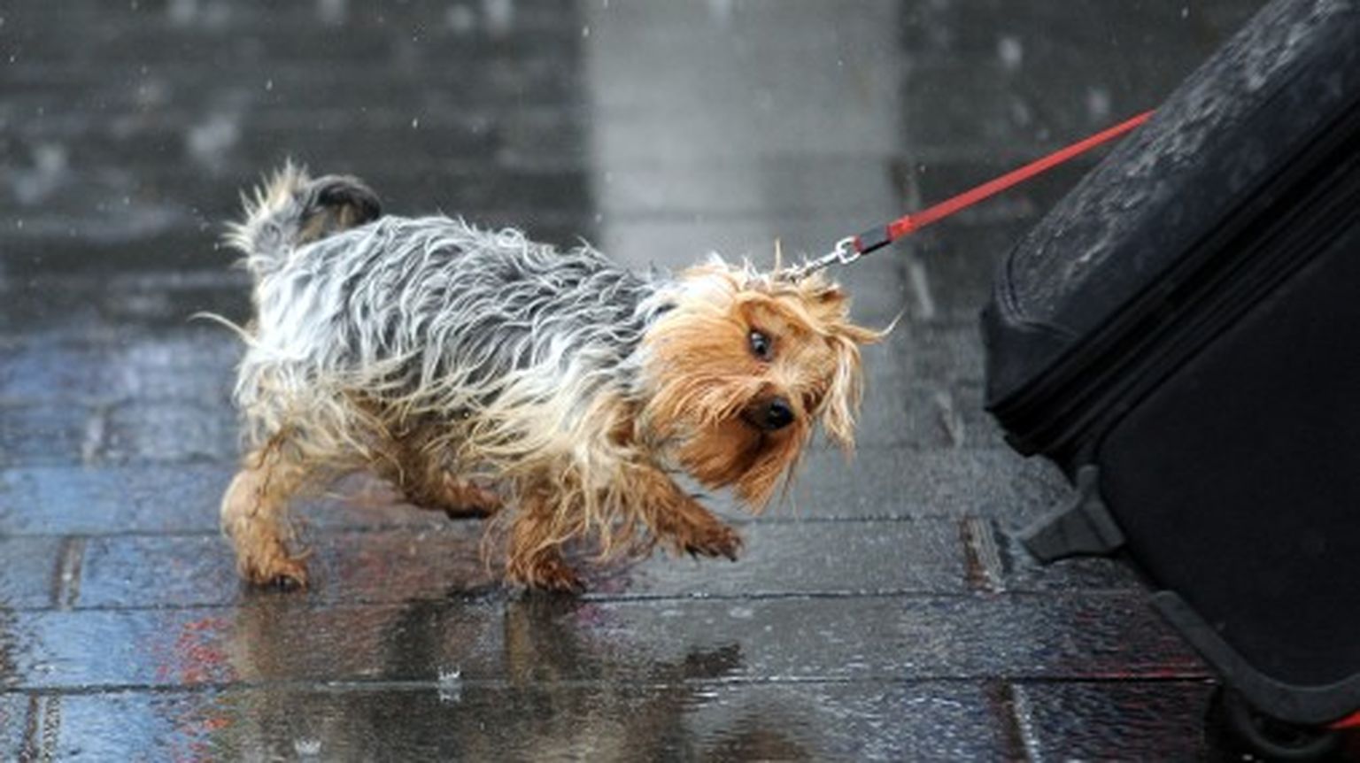 Suns lietus laikā