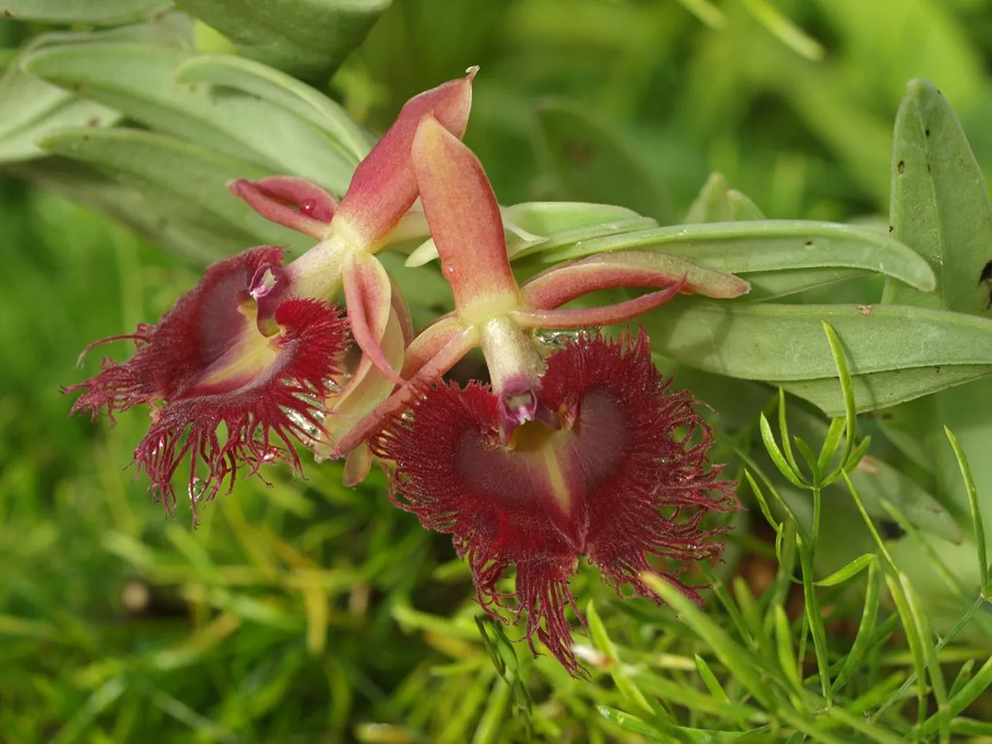 Tallinna Botaanikaaed pikendab orhideenäituse lahtiolekut kuni õite langemiseni, märtsi lõpuni. Fotol selle aasta täht - Epidendrum medusae.