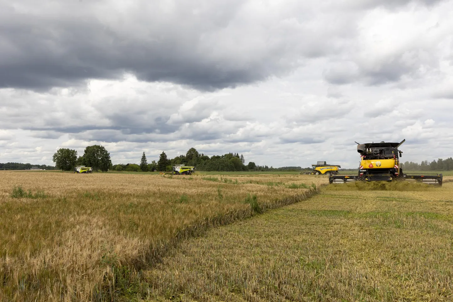 Osaühingus Estonia käib nädala algusest taliodra koristus.