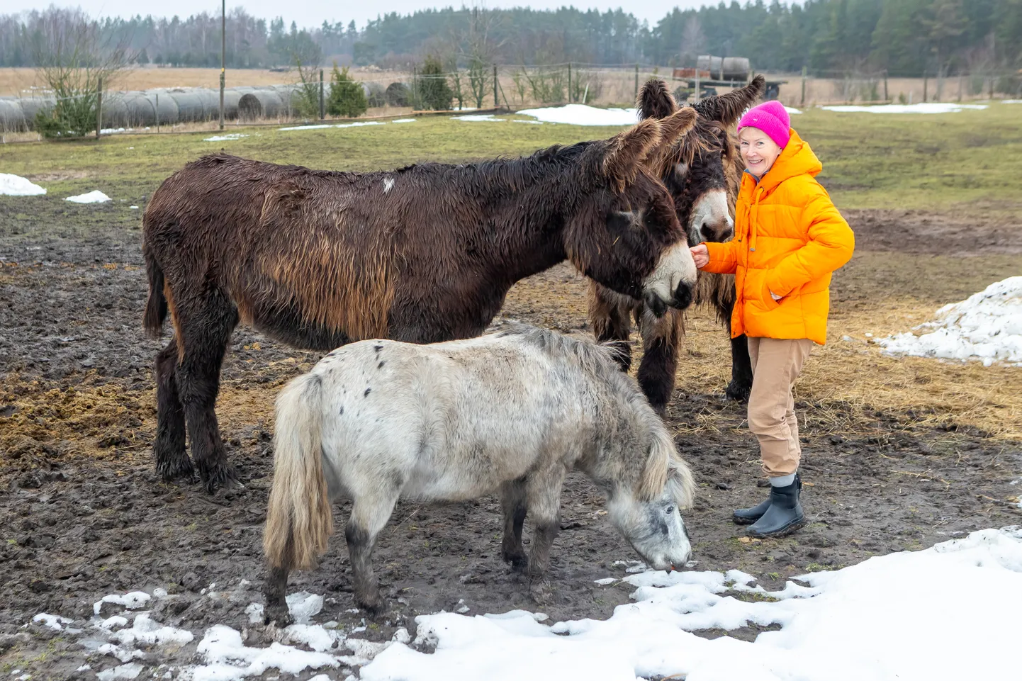 ARMASTAVAD PORGANDIT: Muhu jaanalinnufarmi perenaine Helena Erik teab täpselt, kuidas Violetat ja Mozarti enda juurde meelitada.