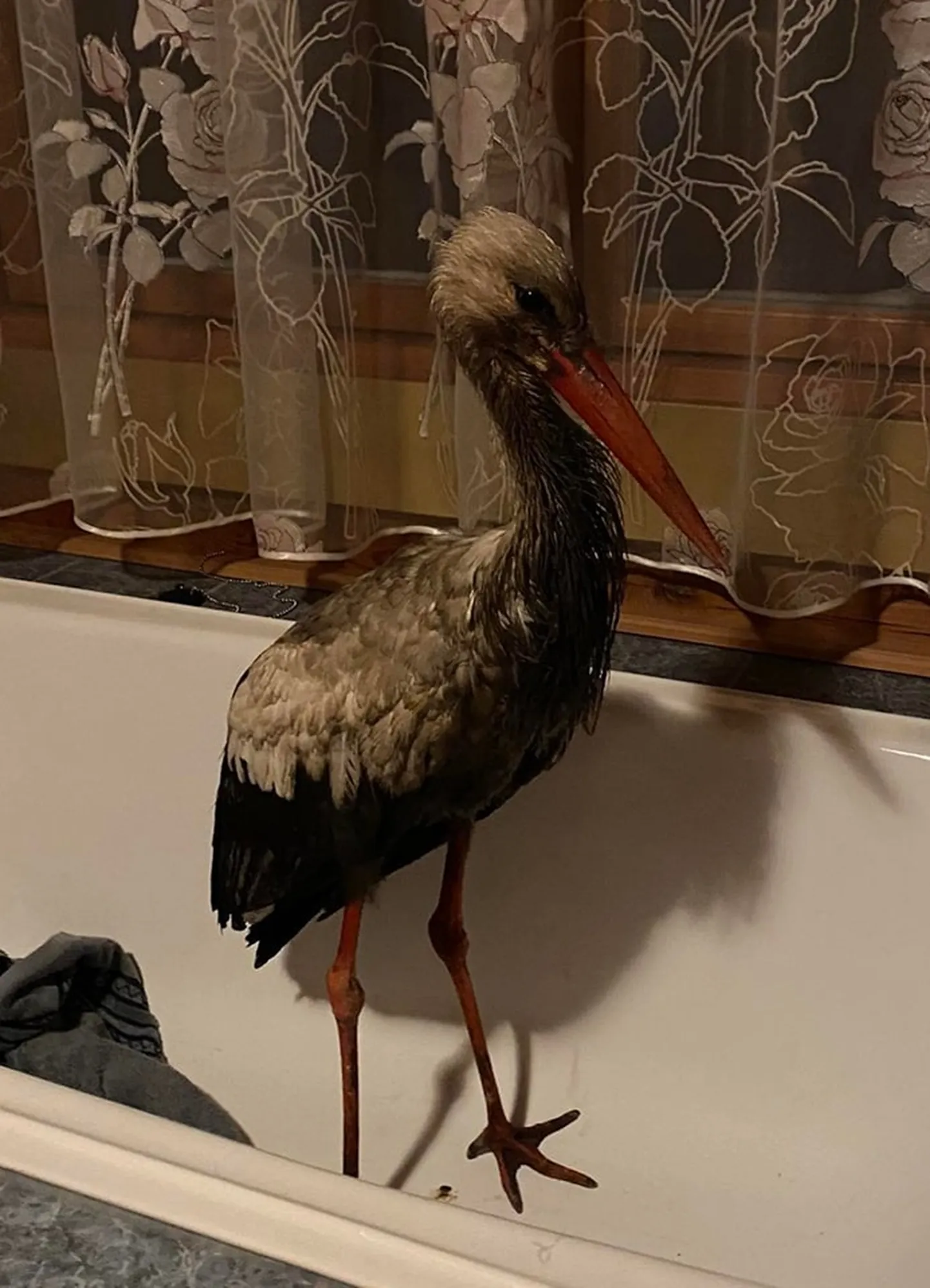 Rakvere prügilasse talvituma jäänud kurg sai viimaks tuule ja lume eest varjule.